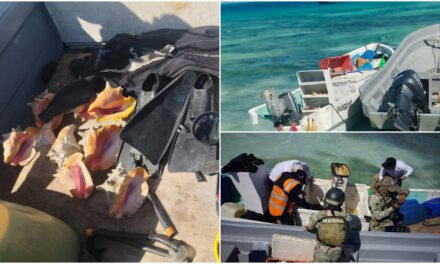 Detenidos con caracol rosado bajo veda permanente