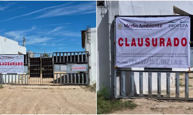 Clausuran granja porcícola en Chocholá tras impedir inspección de PROFEPA