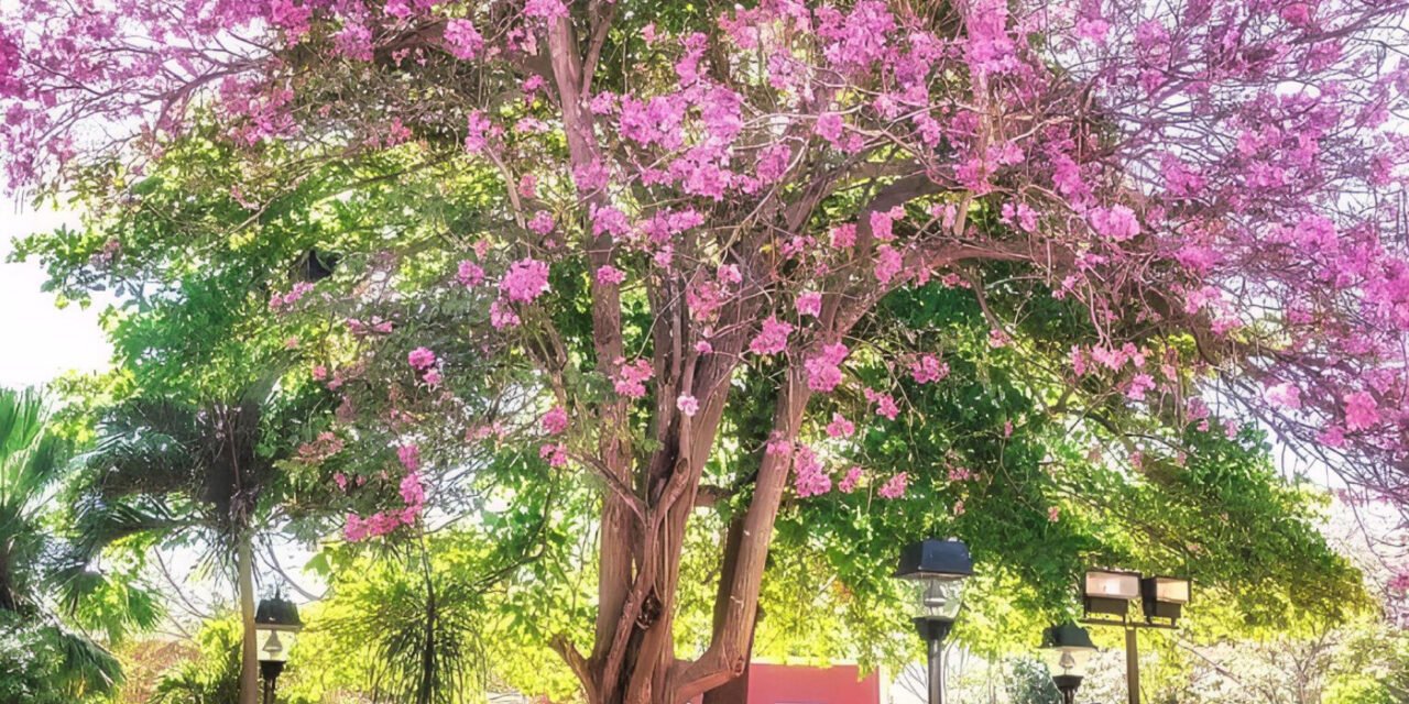 Poco frío, escasa lluvia en región peninsular; llega la primavera