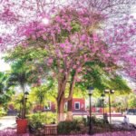 Poco frío, escasa lluvia en región peninsular; llega la primavera