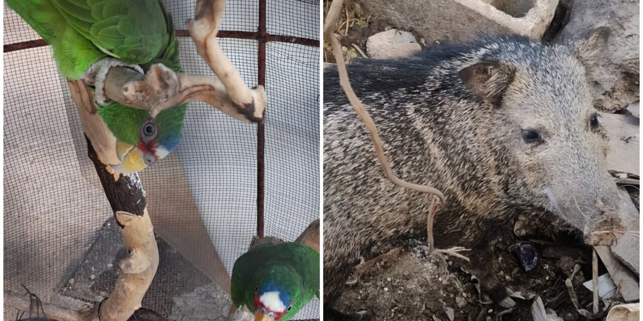 Rescatados de cautiverio ilegal; captura de aves y cacería furtivas