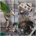 Rescatados de cautiverio ilegal;
captura de aves y cacería furtivas