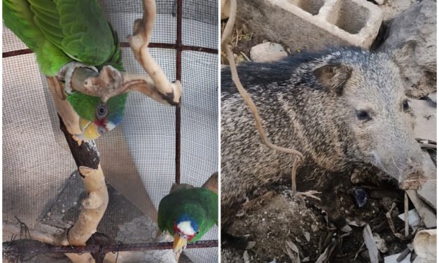 Rescatados de cautiverio ilegal; captura de aves y cacería furtivas