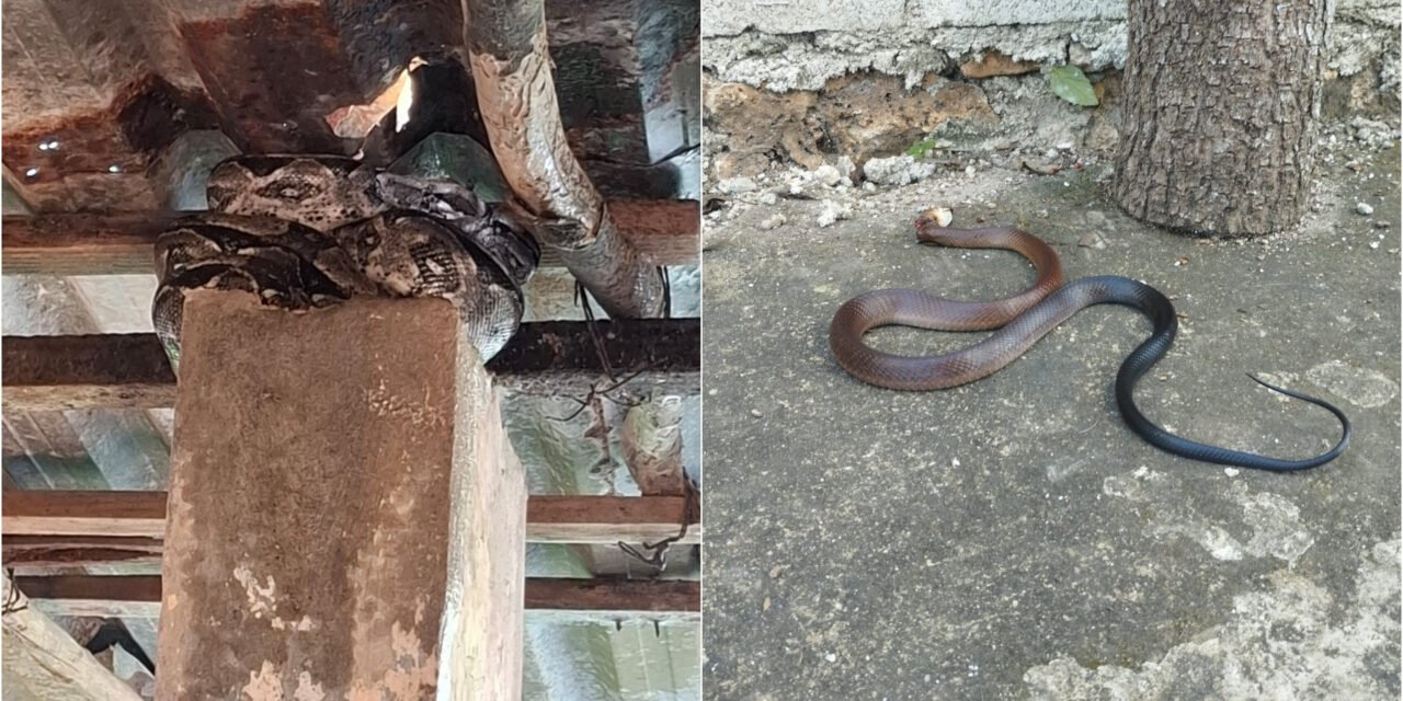 Exceso de calor y falta de agua, factores para ‘visita’ de serpientes