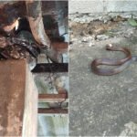 Exceso de calor y falta de agua, factores para ‘visita’ de serpientes