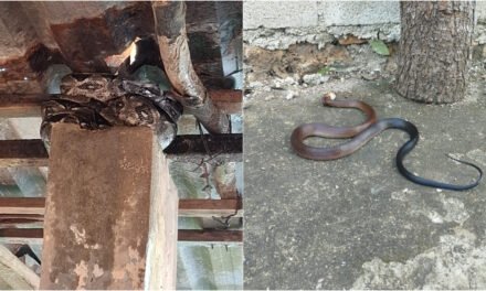Exceso de calor y falta de agua, factores para ‘visita’ de serpientes