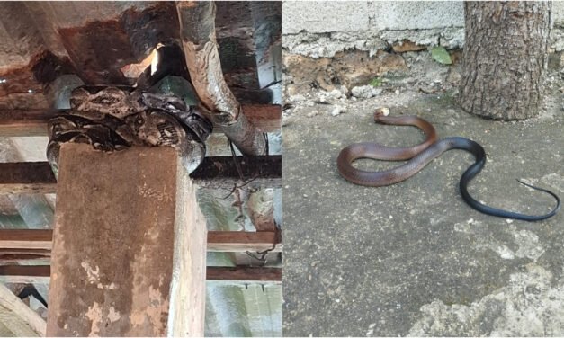 Exceso de calor y falta de agua, factores para ‘visita’ de serpientes