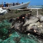 Todo el Corredor Arrecifal del Suroeste afectado por petróleo