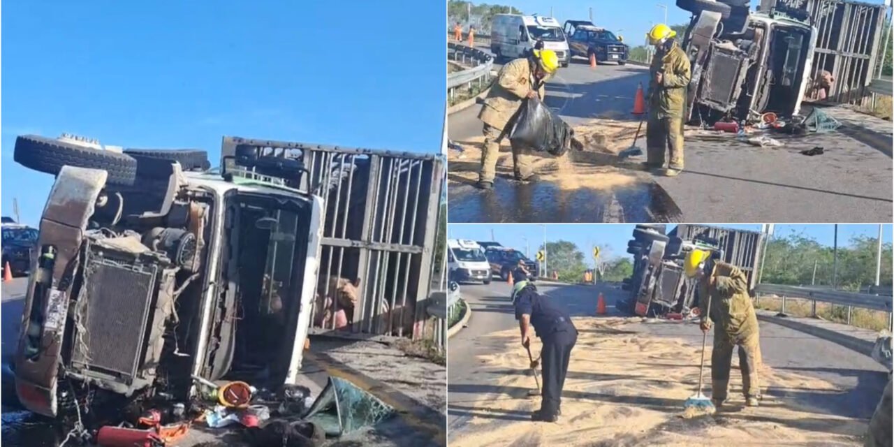 Volcadura de tráiler repleto de cerdos en carretera Valladolid-Temozón