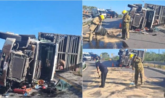 Volcadura de tráiler repleto de cerdos en carretera Valladolid-Temozón
