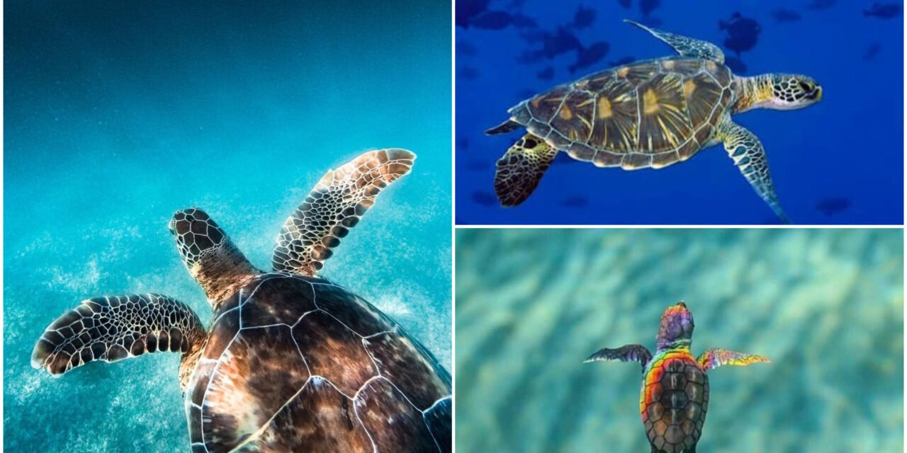 Son visitantes milenarios, pero amenazados por presencia humana