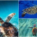 Son visitantes milenarios, pero amenazados por presencia humana