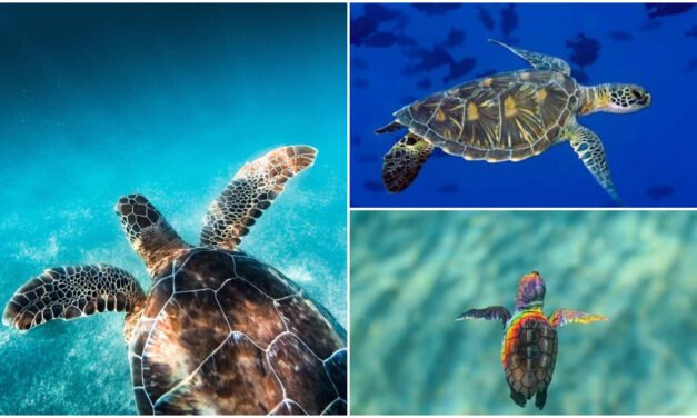 Son visitantes milenarios, pero amenazados por presencia humana