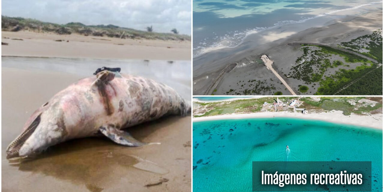 Alerta por potencial riesgo a la fauna marina