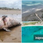 Alerta por potencial riesgo a la fauna marina