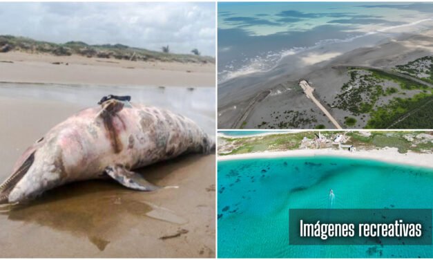 Alerta por potencial riesgo a la fauna marina