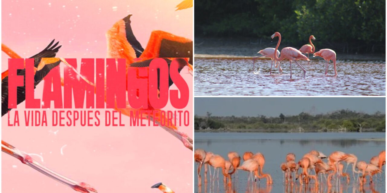 Documental galardonado sobre flamencos llegará a comunidades de Yucatán