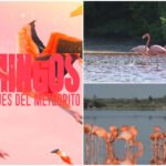 Documental galardonado sobre flamencos llegará a comunidades de Yucatán