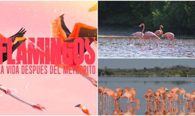 Documental galardonado sobre flamencos llegará a comunidades de Yucatán