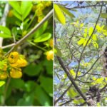Escasa cosecha de miel en centro de Quintana Roo por extremos del clima