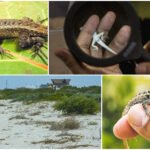 Lagartijas en riesgo por trastornos del clima