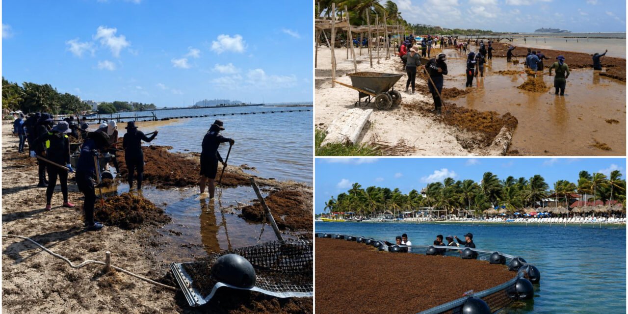 Sargazo en caribe mexicano ¿Qué viene?
