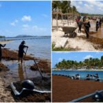Sargazo en caribe mexicano ¿Qué viene?