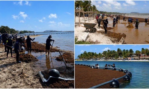 Sargazo en caribe mexicano ¿Qué viene?