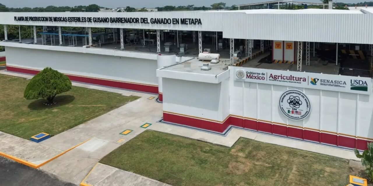 Nueva fase de combate a gusano barrenador desde Chiapas