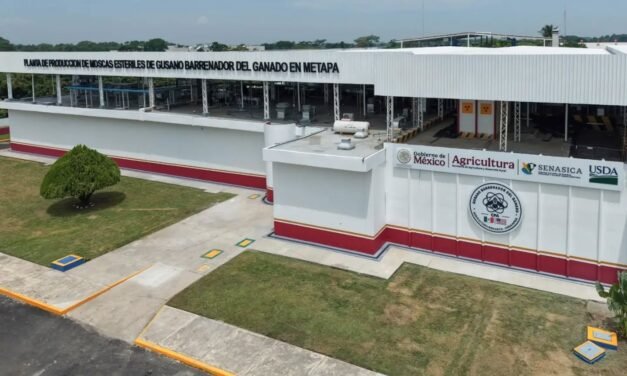 Nueva fase de combate a gusano barrenador desde Chiapas
