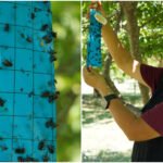 Crecen los casos de gusano barrenador en Yucatán; refuerzan acciones de control