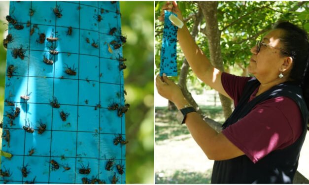 Crecen los casos de gusano barrenador en Yucatán; refuerzan acciones de control