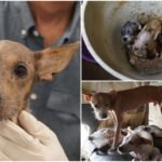 Vivían en condiciones ‘críticas’ igual que sus tutores o cuidadores