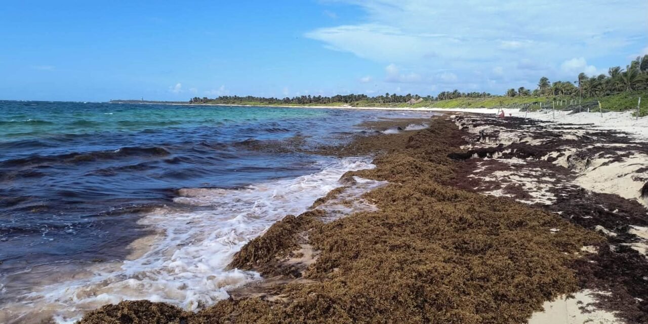Sargazo, la emergencia en Caribe Mexicano