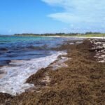 Sargazo, la emergencia en Caribe Mexicano