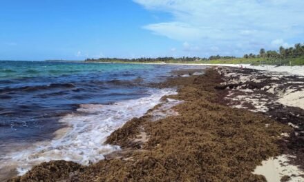 Sargazo, la emergencia en Caribe Mexicano