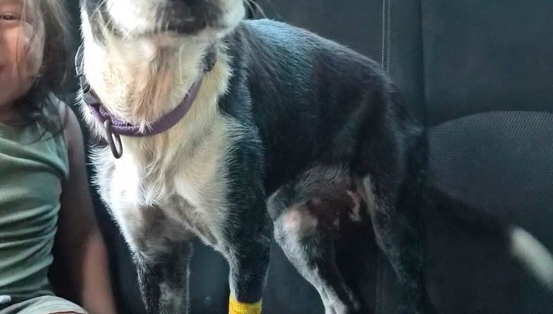 ‘Karai’, de alta veterinaria, regresa bajo cuidados