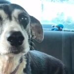 ‘Karai’, de alta veterinaria, regresa bajo cuidados