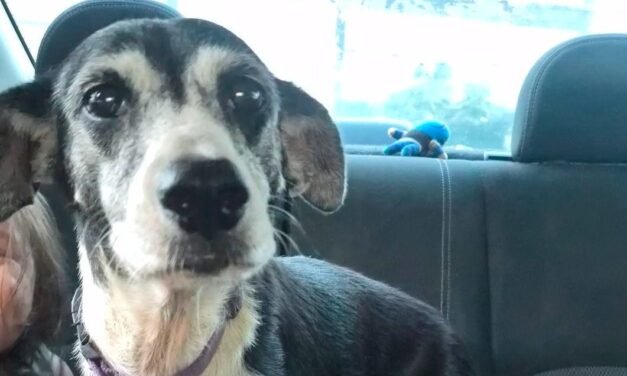 ‘Kirai’, de alta veterinaria, regresa bajo cuidados