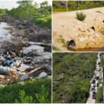 Detectan desmonte y venta irregular de lotes en zona protegida de Celestún