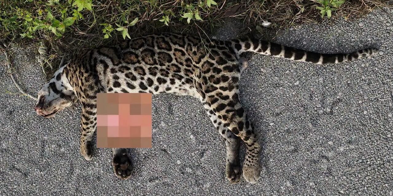 Felino en extinción víctima del tráfico vehicular