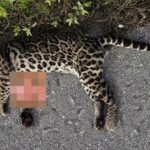 Felino en extinción víctima del tráfico vehicular