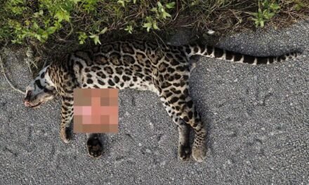 Felino en extinción víctima del tráfico vehicular