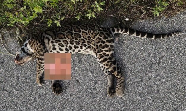 Felino en extinción víctima del tráfico vehicular