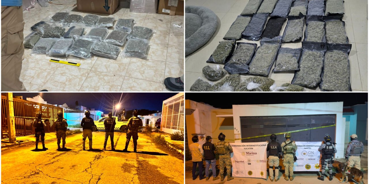 Cateos en Mérida y Conkal arrojan hallazgos de supuesta marihuana