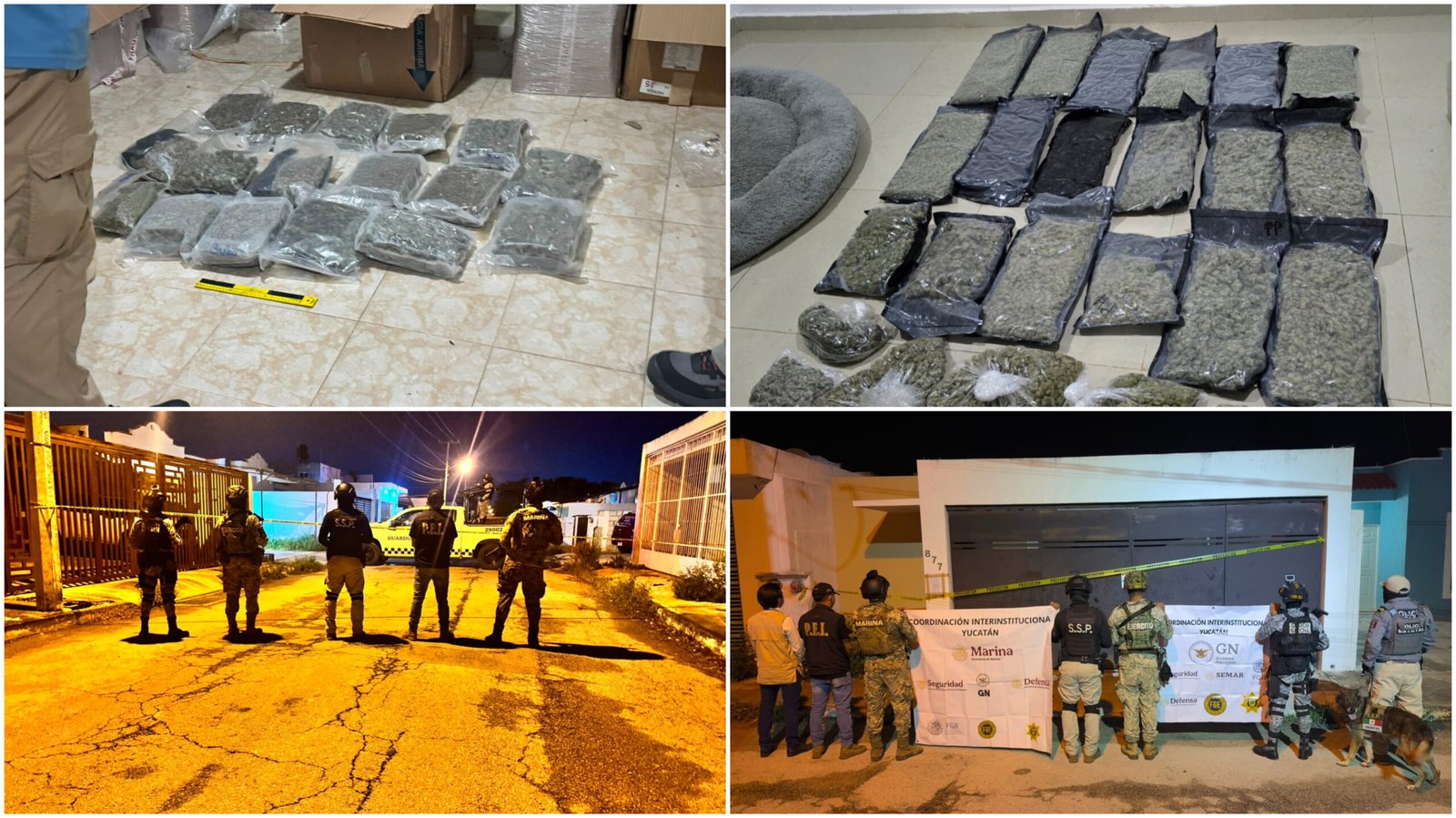 Cateos en Mérida y Conkal arrojan hallazgos de supuesta marihuana