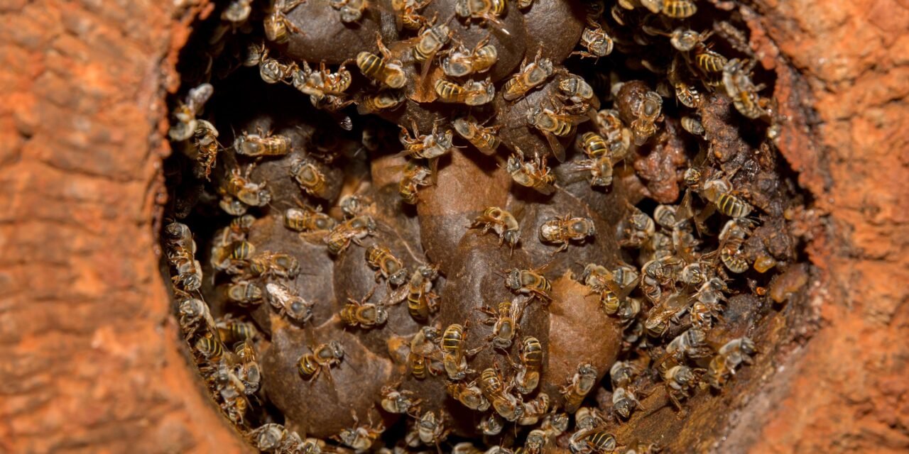 Xunan cab, la “reina abeja” de los mayas, será elevada al altar del IMPI