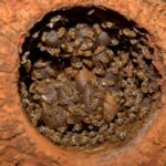 Xunan cab, la “reina abeja” de los mayas, será elevada al altar del IMPI