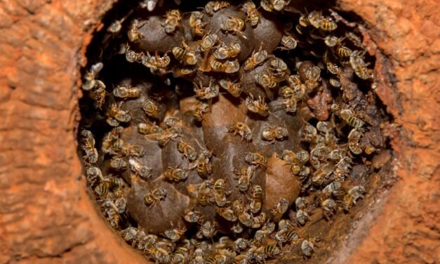 Xunan cab, la “reina abeja” de los mayas, será elevada al altar del IMPI