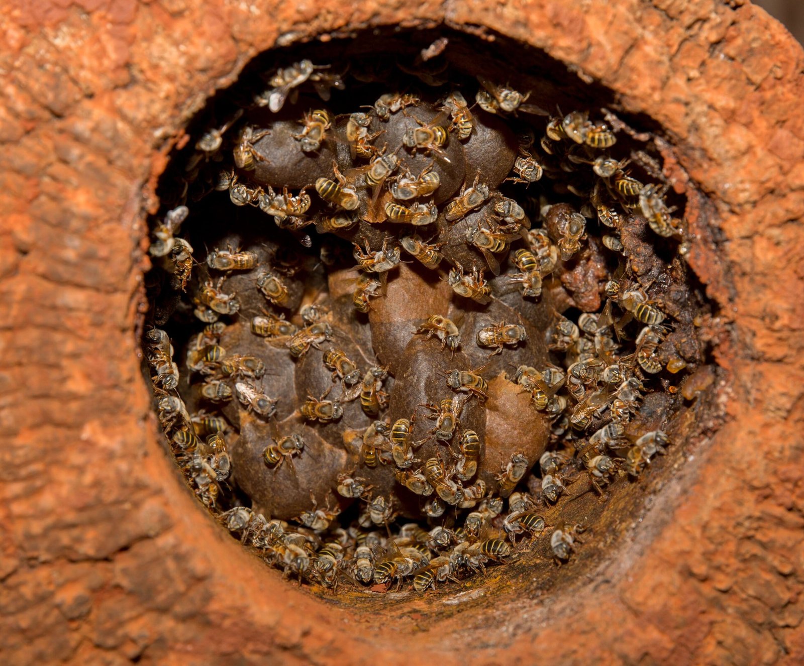 Xunan cab, la “reina abeja” de los mayas, será elevada al altar del IMPI